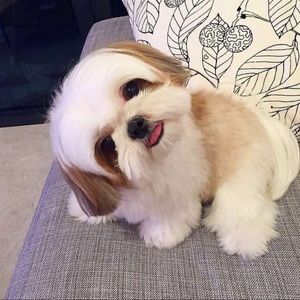 Meet your Posher, Noor